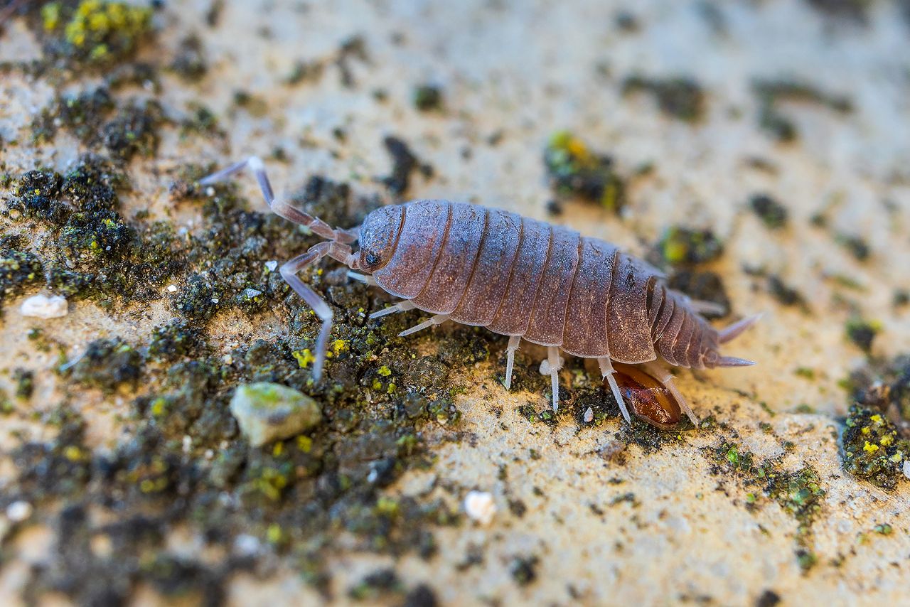 Porcellionides pruinosus (Brandt, 1833)